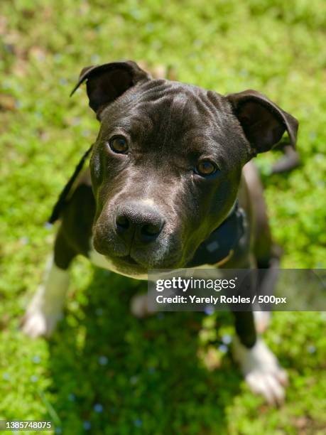 puppy love,high angle portrait of pit bull terrier on field - american pit bull terrier stock-fotos und bilder