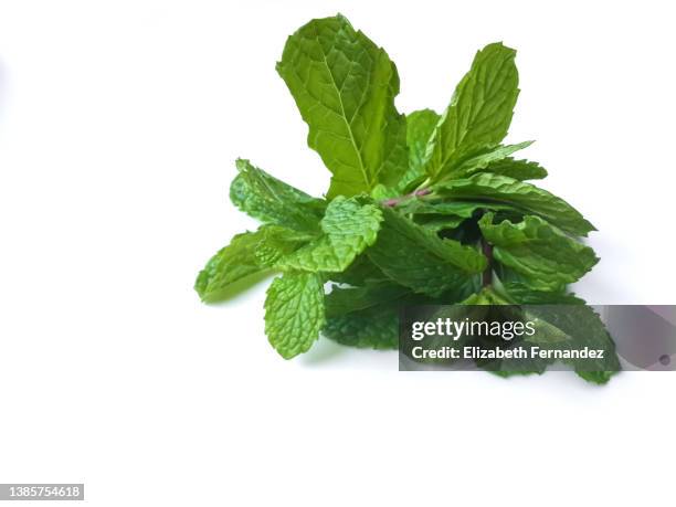 peppermint leaves on white background - menta verde foto e immagini stock