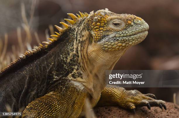 Land iguana sits on a rock on January 15, 2012 in Seymour Island, Galapagos Islands, Ecuador.