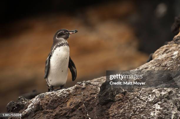 Galapagos penguin chick, Spheniscus mendiculus, in Galapagos National Park on January 17, 2012.