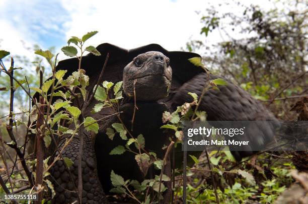 Galapagos giant tortoise, Chelonoidis nigra, waddles through shrubs in Galapagos National Park on January 17, 2012.