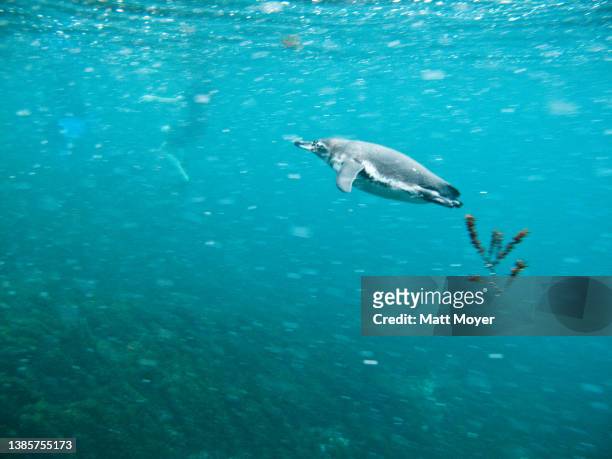 Galapagos penguin, Spheniscus mendiculus, soars through the waters of Galapagos National Park on January 17, 2012.