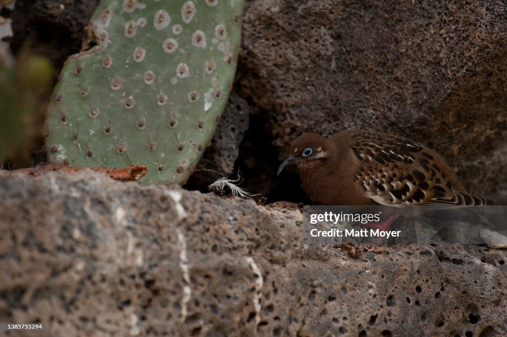 Galapagos