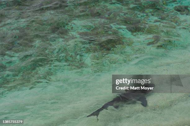 Blacktip Reef shark, Triaenodon obesus, swims in the shallow waters in Galapagos National Park on January 27, 2012.