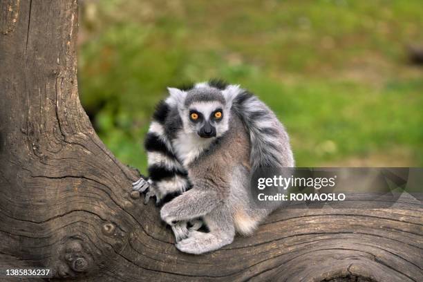 ring-tailed lemur at a zoo, italy - ring tailed lemur stock pictures, royalty-free photos & images