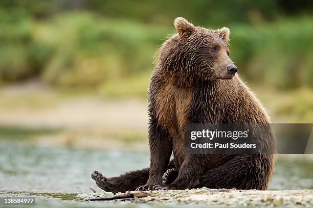 brown bear, katmai national park, alaska - ursus arctos stock pictures, royalty-free photos & images