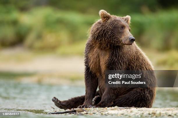 brown bear, katmai national park, alaska - bear sitting stock pictures, royalty-free photos & images