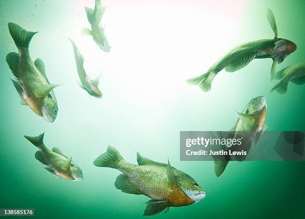 school fish in freshwater cory - freshwater fish stock pictures, royalty-free photos & images
