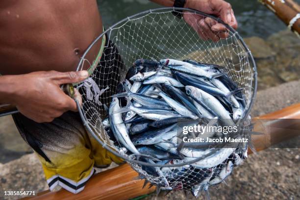 fish catch of the day - negros occidental stock pictures, royalty-free photos & images