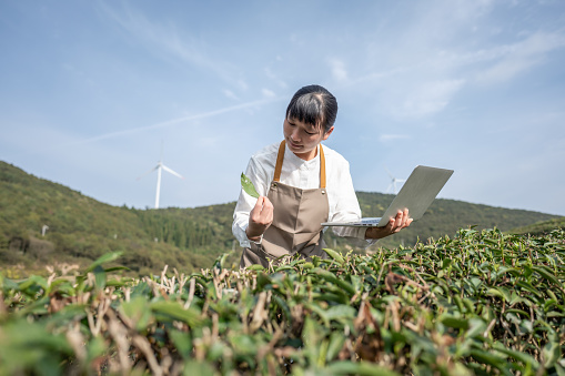 An Asian female agricultural researcher is using a laptop to check the data and compare it with the situation of tea at the scene