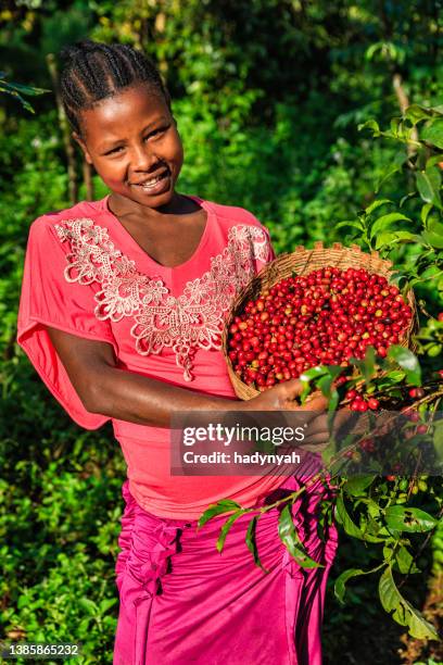 african woman holding basket full of coffee cherries, east africa - africa farm stockfoto's en -beelden