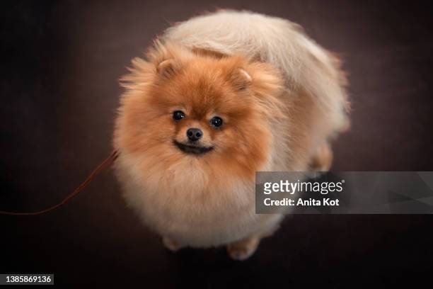 portrait of a pomeranian doggy - keeshond stockfoto's en -beelden