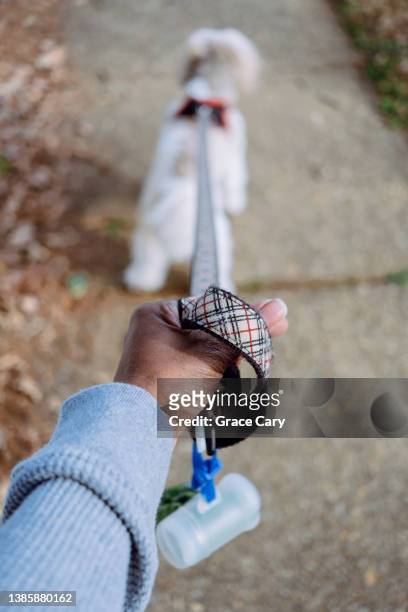 woman walks her dog - dog human hand stock pictures, royalty-free photos & images