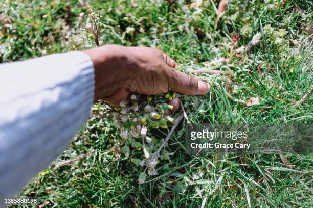 woman pulls weeds by hand - uncultivated fotografías e imágenes de stock