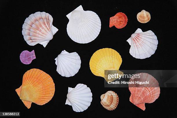 Colorful Shell Only One 3,573 Colorful Shells Stock Photos, High-Res Pictures, and Images ...