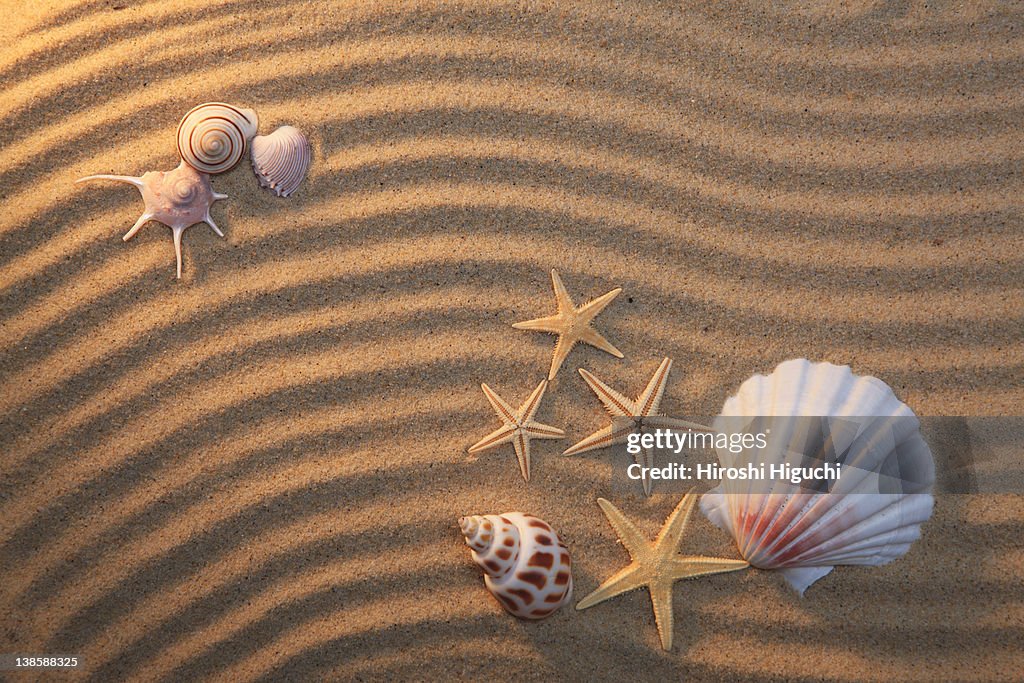 Sea shell and starfish