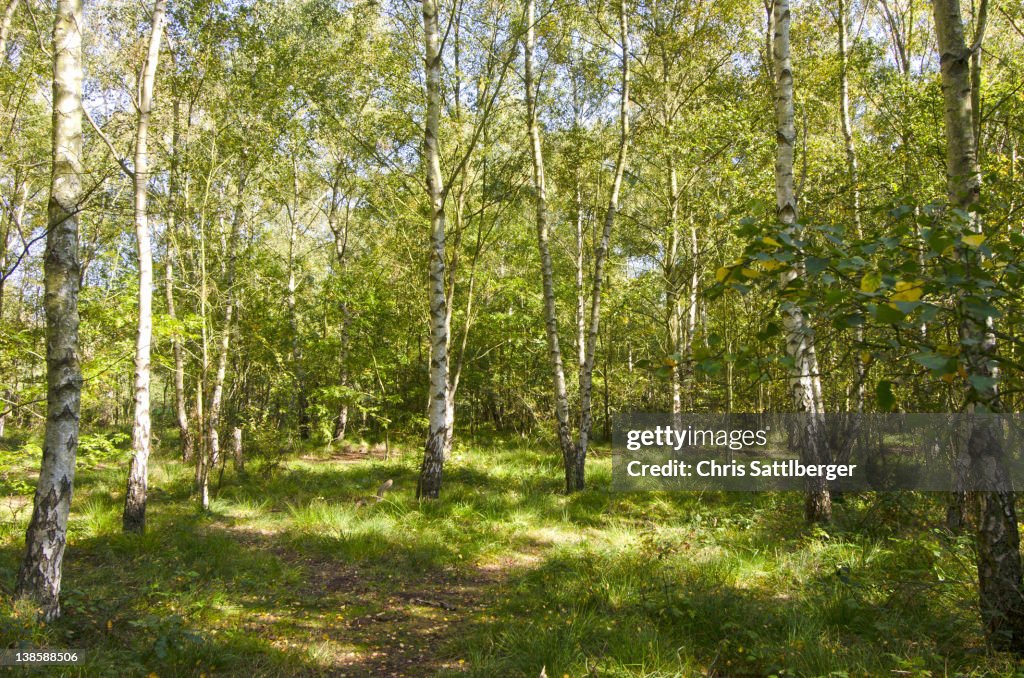 Path running through stand of birch trees