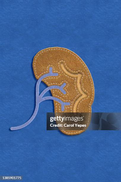 kidney  made of felt in blue background - human kidney stock-fotos und bilder