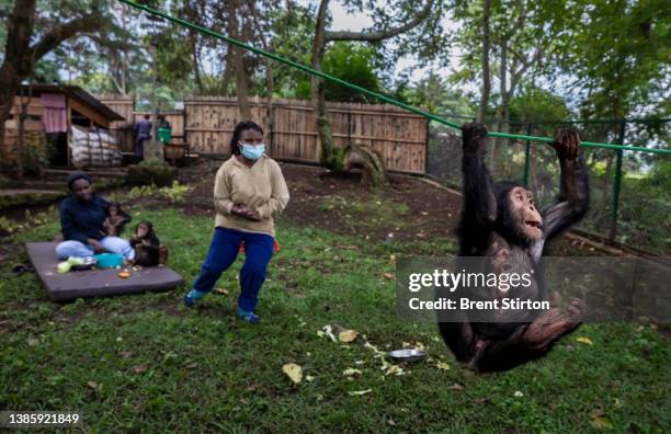 55 Chimp Run Stock Photos, High-Res Pictures, and Images - Getty Images