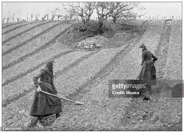 antique travel photographs of ireland: agriculture - farmer stock illustrations