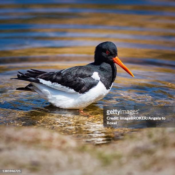 eurasian oystercatcher (haematopus ostralegus) bathing in a pond, insel duene, helgoland, schleswig-holstein, germany - charadriiformes stock pictures, royalty-free photos & images