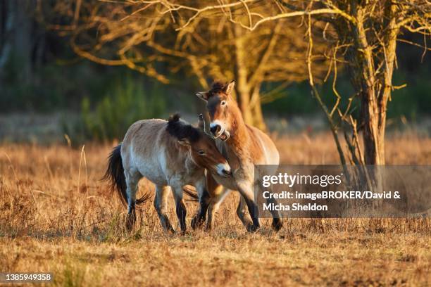 przewalski's horse (equus ferus przewalskii) in evening light, bavaria, germany - przewalski horse stock pictures, royalty-free photos & images