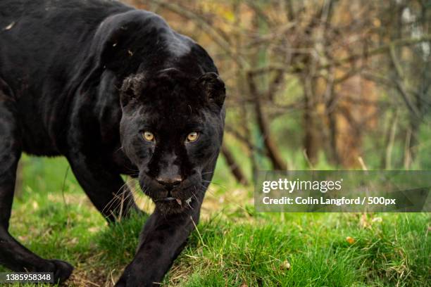 animal in the wild walking in scenic view tall grass black jaguar hunting looking at camera - black leopard stock-fotos und bilder