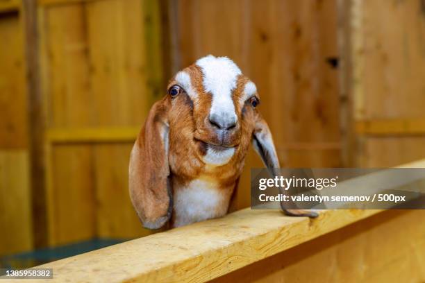 domestic goat inside pen barn golden wood - goat pen stock pictures, royalty-free photos & images