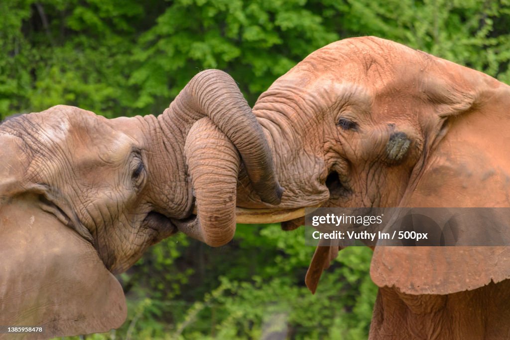 Animal in the wild walking in scenic view two elephants with intertwined trunks against forest