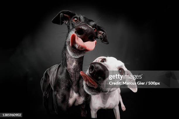 domestic dogs close-up licking at camera against black background - dog licking face stock-fotos und bilder