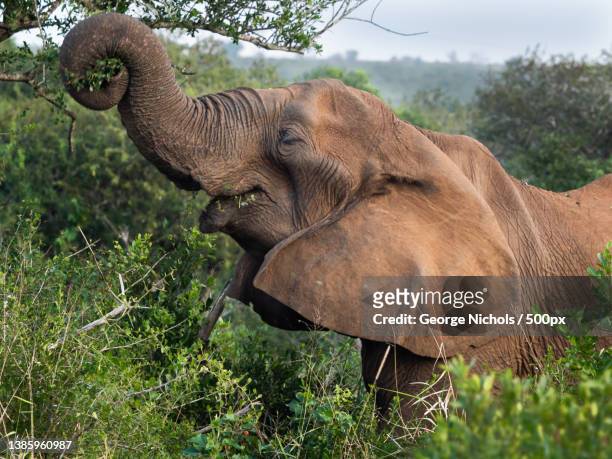 animal in the wild walking in scenic view tall grass elephant eating from tree - afrikanischer elefant stock-fotos und bilder