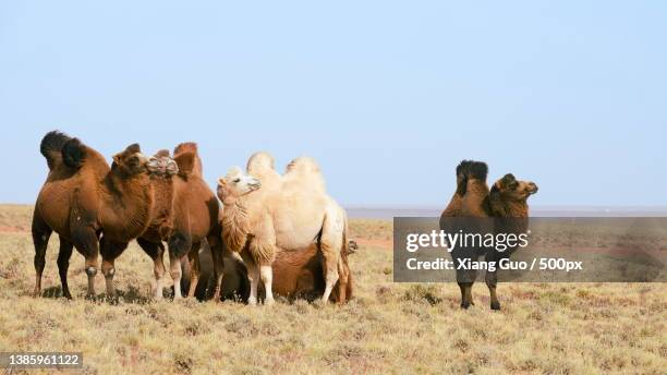 animal in the wild walking in scenic view tall grass camels grazing - bactrian camel stock pictures, royalty-free photos & images