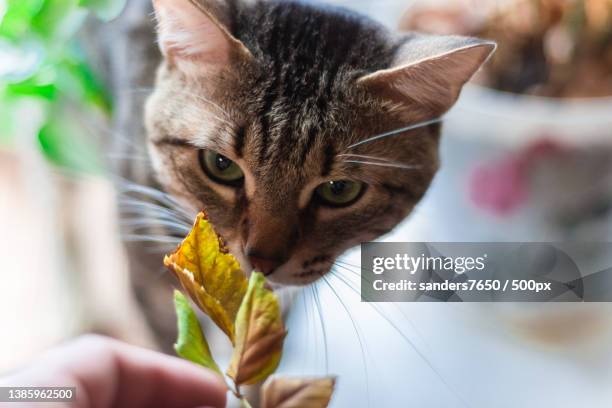 close-up of domestic tabby cat smelling a leaf - kitty sanders stock pictures, royalty-free photos & images