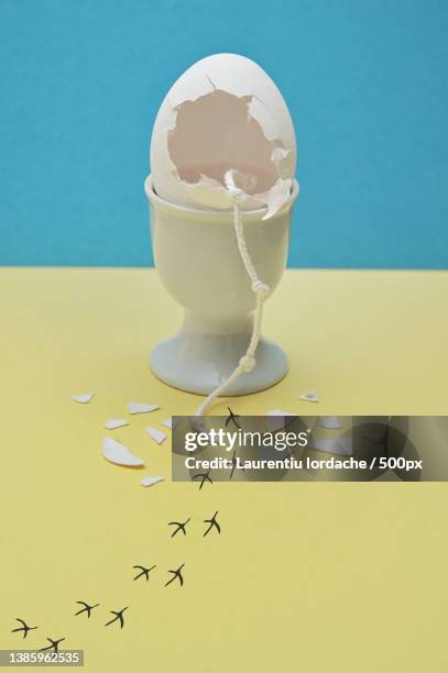 escape chopped eggshell and traces of chicken leading copy space - egg hatch stock-fotos und bilder