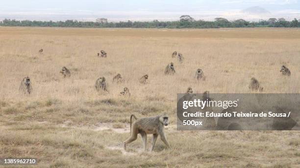 animal in the wild walking in scenic view tall grass monkeys grazing - chacma baboon stockfoto's en -beelden