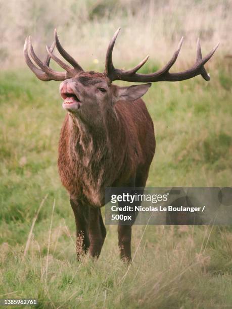 animal in the wild walking in scenic view tall grass flehmen with antlers,alsace,france - bramar fotografías e imágenes de stock