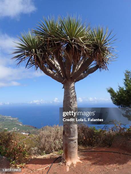dragon tree. la palma, canary islands - dragon tree stock pictures, royalty-free photos & images