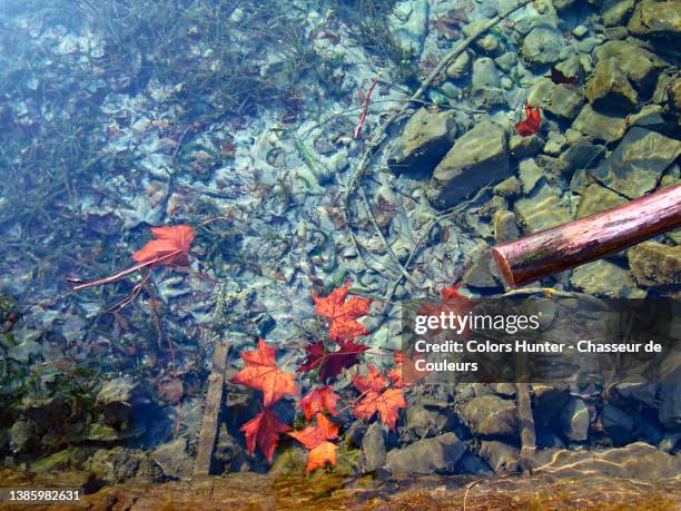 leaves and dead wood on the surface of lake geneva in evian-les-bains - river rock stock pictures, royalty-free photos & images