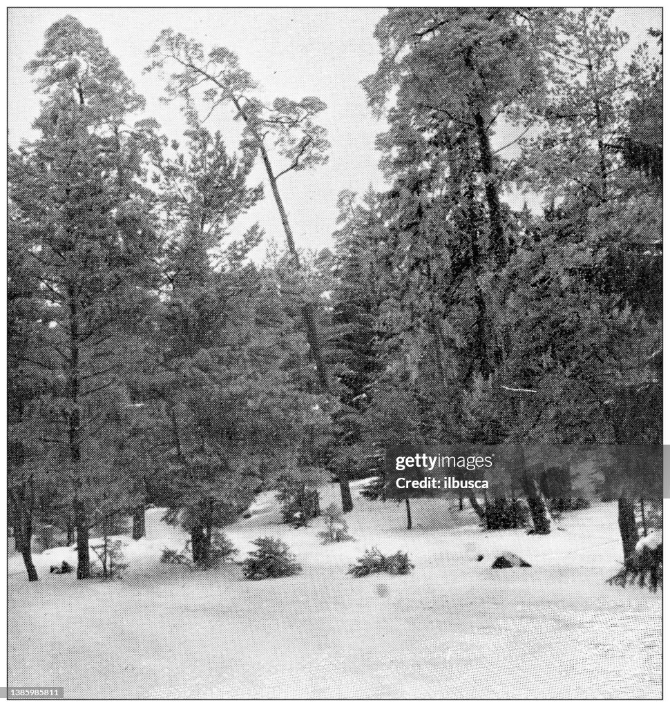 Antique travel photographs of Denmark: forest in winter