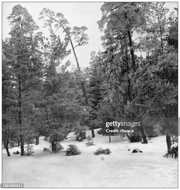 Antique Travel Photographs Of Denmark Forest In Winter High-Res Vector Graphic