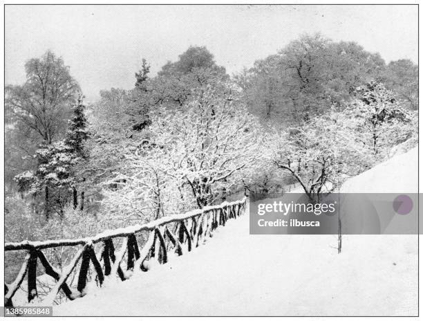 antique travel photographs of denmark: forest in winter - copenhagen winter stock illustrations