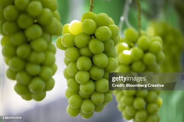 green grapes growing on a vine - green grape stock pictures, royalty-free photos & images