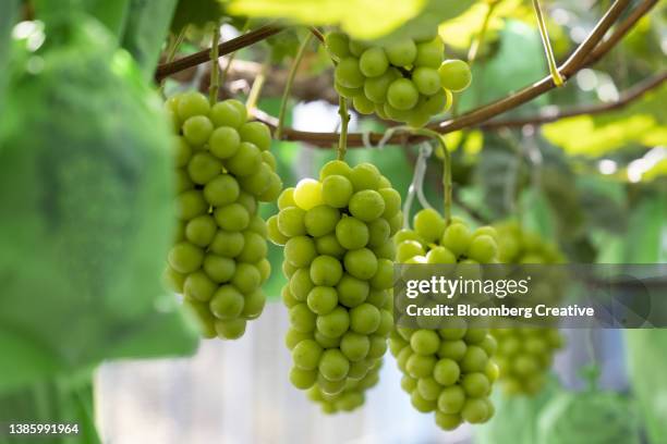 green grapes growing on a vine - 韓国　スイーツ ストックフォトと画像