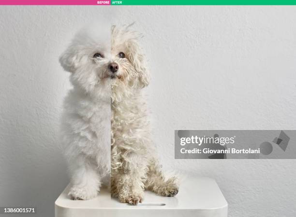 puppy dog before and after grooming - before and after stock pictures, royalty-free photos & images