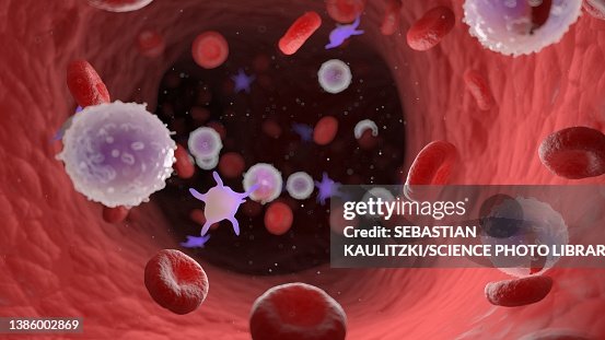 Human Blood Illustration High-Res Vector Graphic - Getty Images