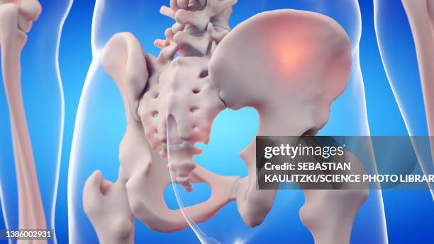 Android Sacrum Sacrum Illustration High-Res Vector Graphic - Getty Images