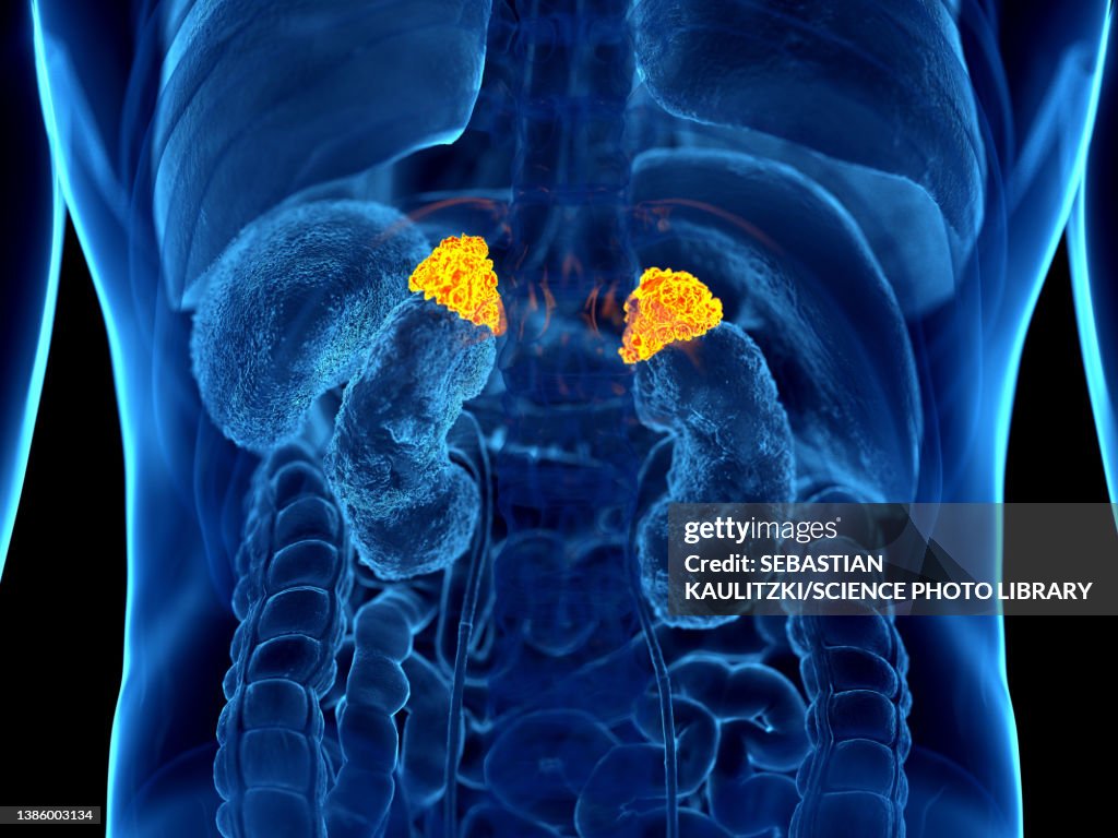 Human adrenal glands, illustration