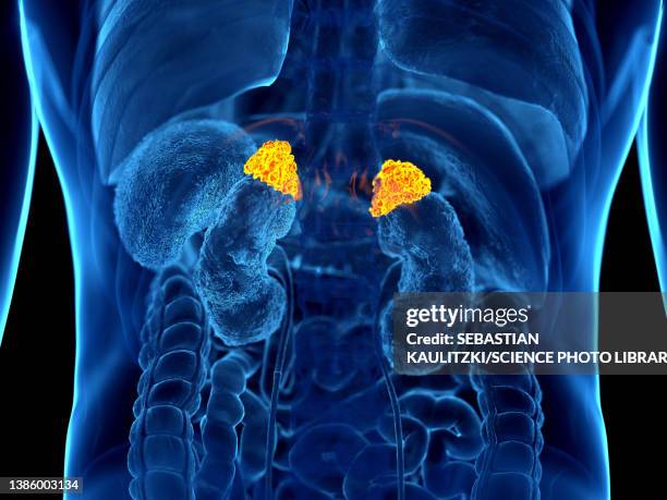 stockillustraties, clipart, cartoons en iconen met human adrenal glands, illustration - cerebral cortex