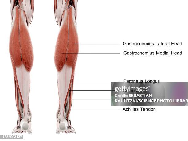 lower leg muscles, illustration - gastrocnemius stock illustrations