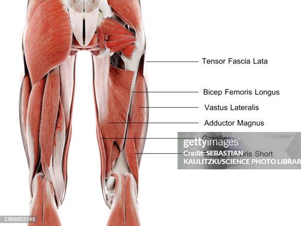 ilustrações de stock, clip art, desenhos animados e ícones de muscles of the upper leg, illustration - bíceps femoral